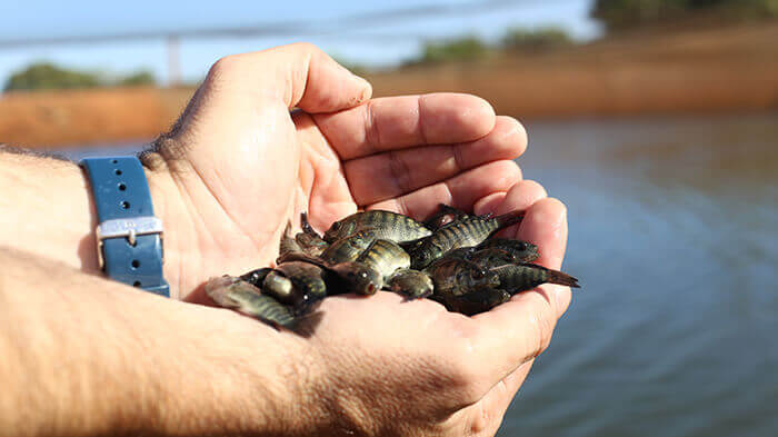 Filhotes tilápia lakesfish